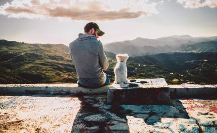 В Ирландию с домашними животными