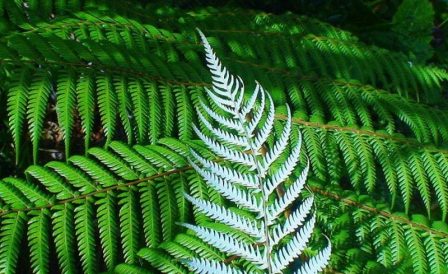 Silver Fern Visa