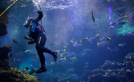 Уникальные специальности Новой Зеландии