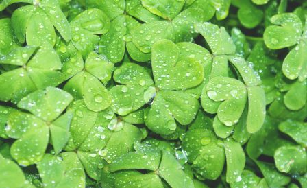 Маркетинговое исследование за вознаграждение